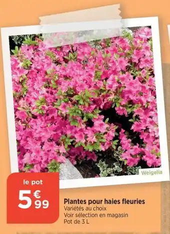 Bi1 Plantes pour haies fleuries Variétés au choix offre