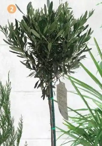 Olivier «Olea europaea>> Hauteur : 90/100 cm Tige: 40/45 cm Pot de 5 L