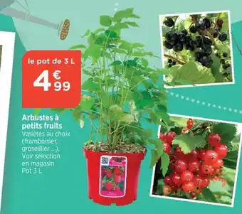 Bi1 Arbustes à petits fruits Variétés au choix (framboisier, groseillier...), Voir sélection en magasin Pot 3 L offre
