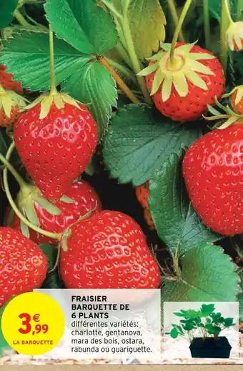 Intermarché Hyper FRAISIER BARQUETTE DE 6 PLANTS offre