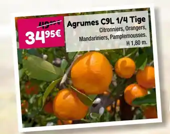 Point Vert Agrumes C9L 1/4 Tige offre