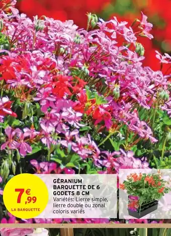 Intermarché Hyper GÉRANIUM BARQUETTE DE 6 GODETS 8 CM offre