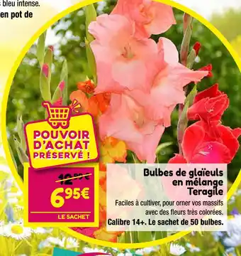 Point Vert Teragile Bulbes de glaïeuls en mélange offre