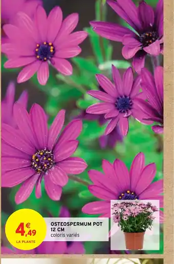 OSTEOSPERMUM POT