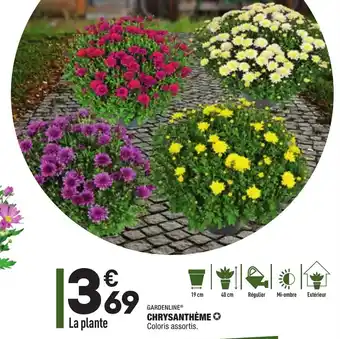 ALDI Chrysanthème offre