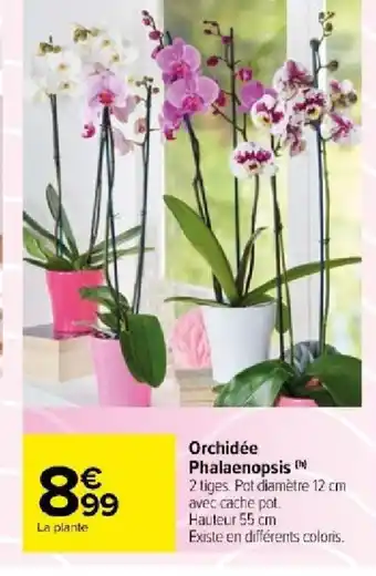 Carrefour Market Orchidée Phalaenopsis offre