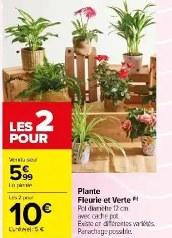 Carrefour Market Plante Fleurie et Verte offre