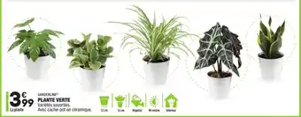 ALDI Plante verte offre