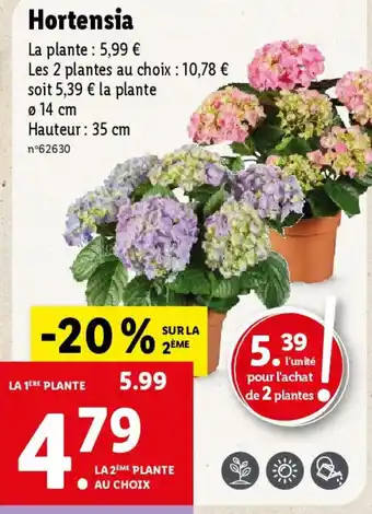 Lidl Hortensia offre