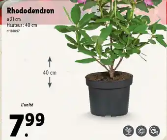 Lidl Rhododendron offre