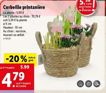 Lidl Corbeille printanière offre