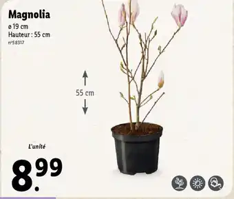 Lidl Magnolia Ø 19 cm Hauteur: 55 cm n°58317 offre