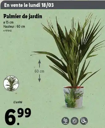 Lidl Palmier de jardin Ø 15 cm Hauteur : 60 cm offre