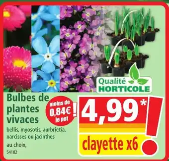 Norma Bulbes de plantes vivaces offre