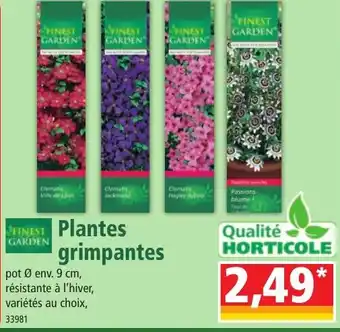 Norma Plantes grimpantes offre