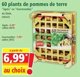 Norma 60 plants de pommes de terre offre