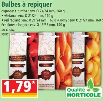 Norma Bulbes à repiquer offre