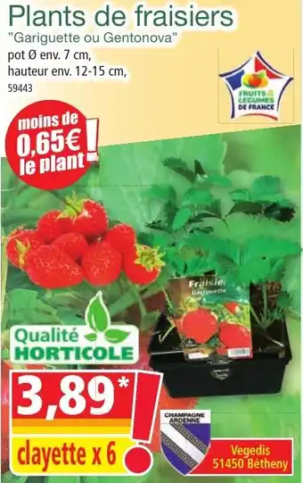 Norma Plants de fraisiers offre