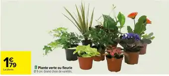Carrefour i Plante verte ou fleurie offre