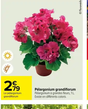 Carrefour Pélargonium grandiflorum offre