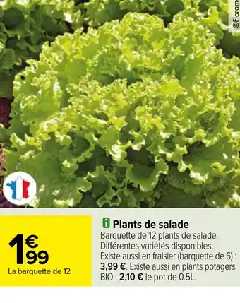 Carrefour i Plants de salade offre