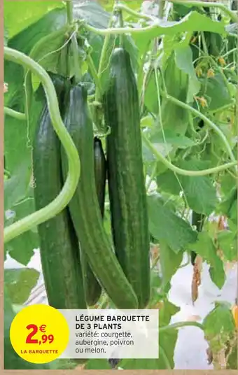 Intermarché LÉGUME BARQUETTE DE 3 PLANTS offre