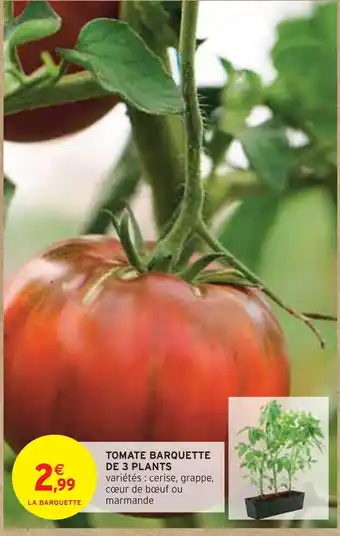 Intermarché TOMATE BARQUETTE DE 3 PLANTS offre