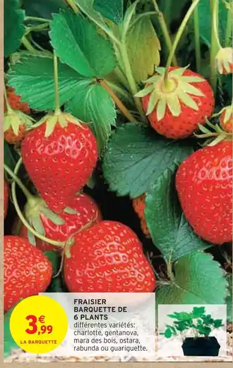 Intermarché FRAISIER BARQUETTE DE 6 PLANTS offre