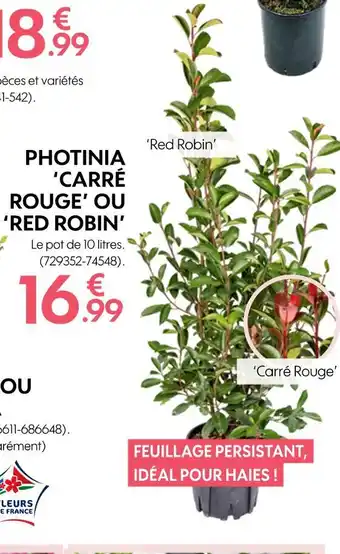 Truffaut PHOTINIA ‘CARRÉ ROUGE’ OU ‘RED ROBIN’ offre