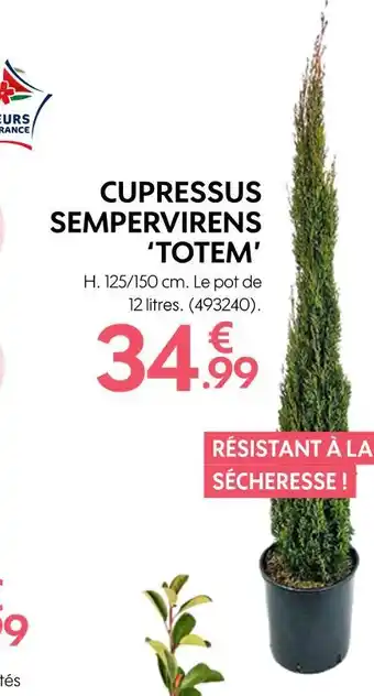 CUPRESSUS SEMPERVIRENS âTOTEMâ