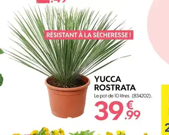 Truffaut YUCCA ROSTRATA offre