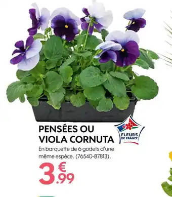 Truffaut PENSÉES OU VIOLA CORNUTA offre