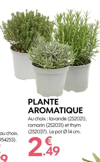 Truffaut PLANTE AROMATIQUE offre