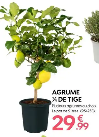 Truffaut AGRUME 1⁄4 DE TIGE offre
