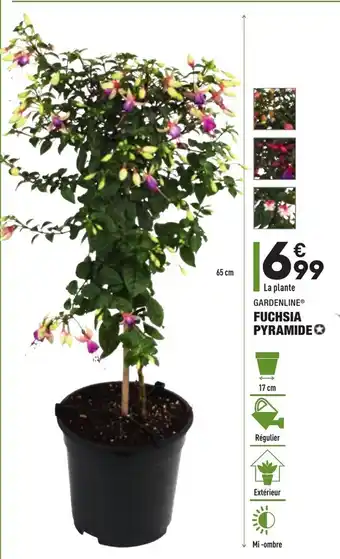 ALDI Fuchsia Pyramide offre