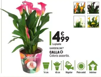 ALDI Calla offre