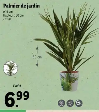 Lidl Palmier de jardin offre