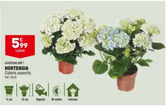 ALDI GARDENLINE HORTENSIA offre