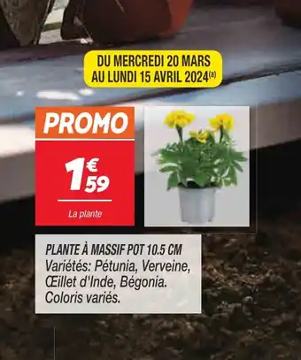 PLANTE Ă MASSIF POT 10.5 CM
