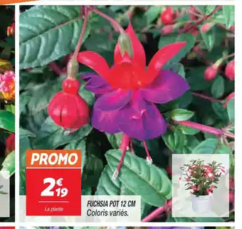 FUCHSIA POT 12 CM