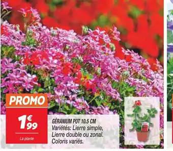 GÉRANIUM POT 10.5 CM