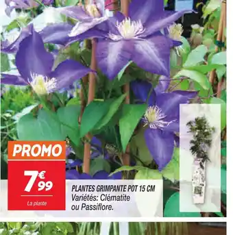 Netto PLANTES GRIMPANTE POT 15 CM offre