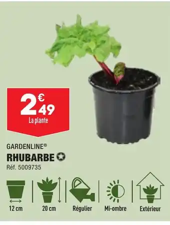 RHUBARBE✪