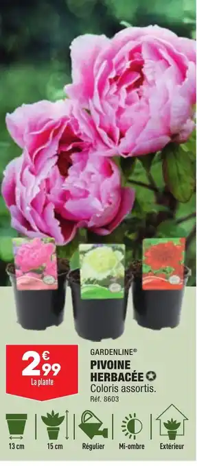 GARDENLINE® PIVOINE HERBACÉE✪