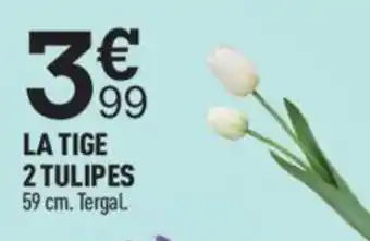 Centrakor LA TIGE 2 TULIPES 59 cm. Tergal offre