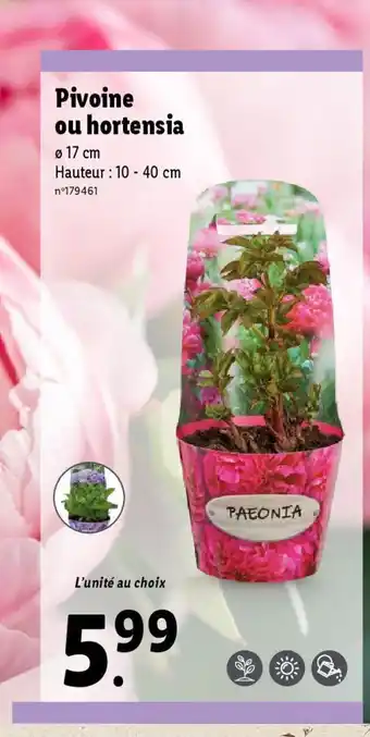Lidl Pivoine ou hortensia offre