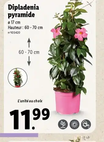 Lidl Dipladenia pyramide offre