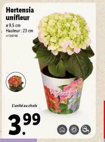 Lidl Hortensia unifleur offre