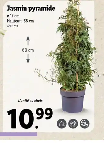 Lidl Jasmin pyramide offre