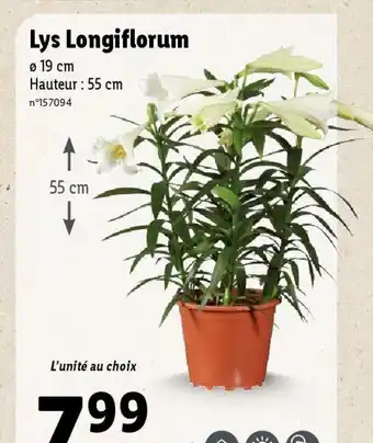 Lidl Lys Longiflorum offre